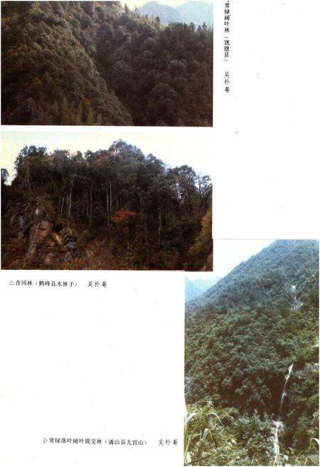 《湖北森林》.pdf电子版_湖北省志预览图5