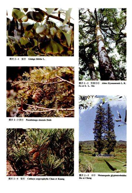 《湖南植物志 第二卷》.pdf电子版_湖南省志预览图5