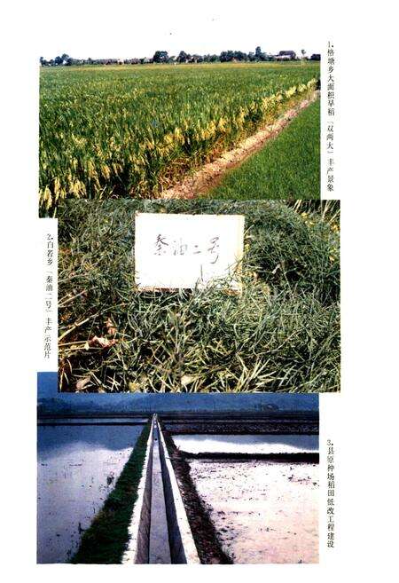 《望城县农业志》.pdf电子版_湖南省志预览图5