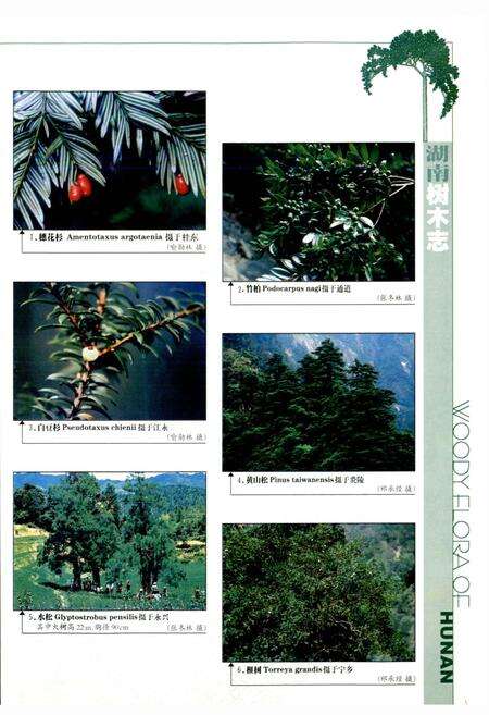 《湖南树木志》.pdf电子版_湖南省志预览图2