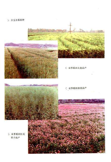 《醴陵农业志》.pdf电子版_湖南省志预览图5