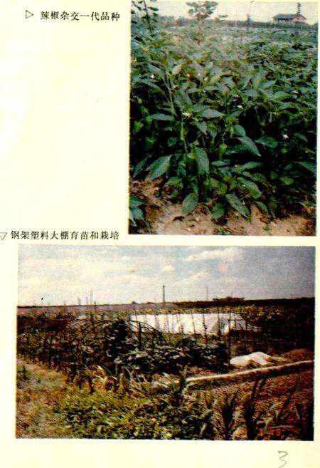 《益阳市蔬菜志》.pdf电子版_湖南省志预览图4