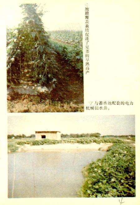 《益阳市蔬菜志》.pdf电子版_湖南省志预览图5