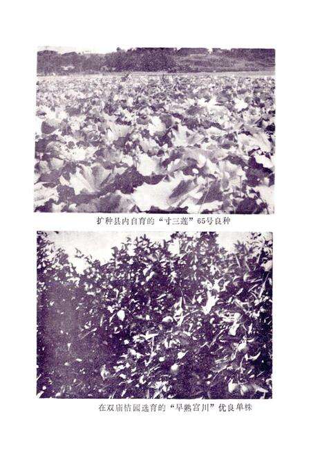 《湘潭县农业志》.pdf电子版_湖南省志预览图3