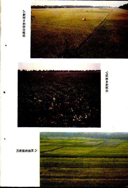 《华容县农业志》.pdf电子版_湖南省志预览图4