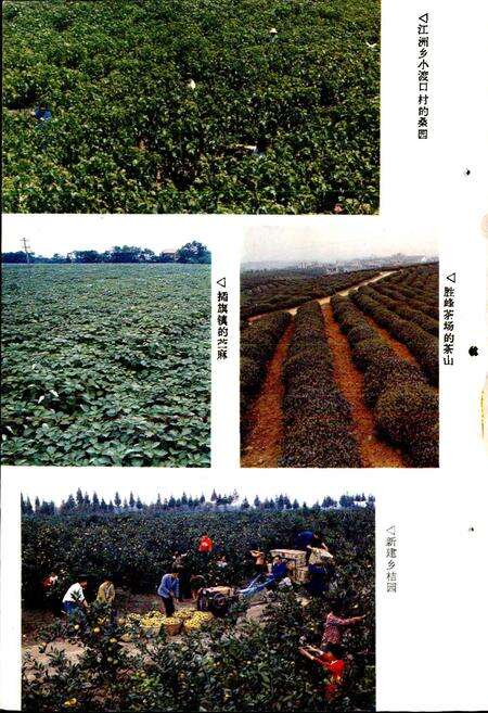 《华容县农业志》.pdf电子版_湖南省志预览图5