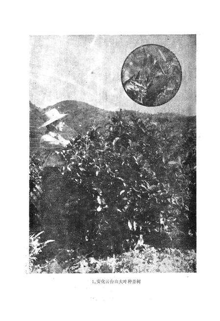 《《安化县茶叶志》》.pdf电子版_湖南省志预览图2