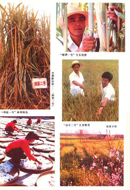 《《大通湖农场志》》.pdf电子版_湖南省志预览图5