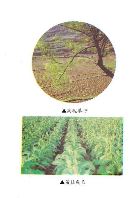 《《湖南省泸溪县·烟草志》》.pdf电子版_湖南省志预览图5