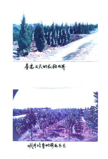 《《长沙市苗圃志(1959-1987)》》.pdf电子版_湖南省志预览图5