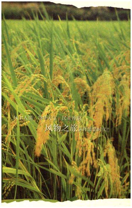 《天下湖南之旅 天泽湖南 风物之旅卷》.pdf电子版_湖南省志预览图4