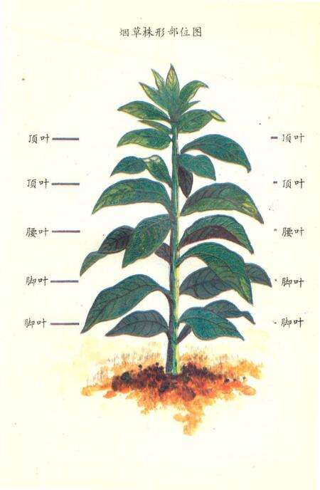 《芷江烟草志》.pdf电子版_湖南省志预览图3