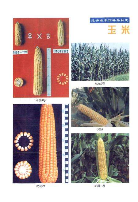 《辽宁省农作物品种志(1974~1998)》.pdf电子版_辽宁省志预览图4