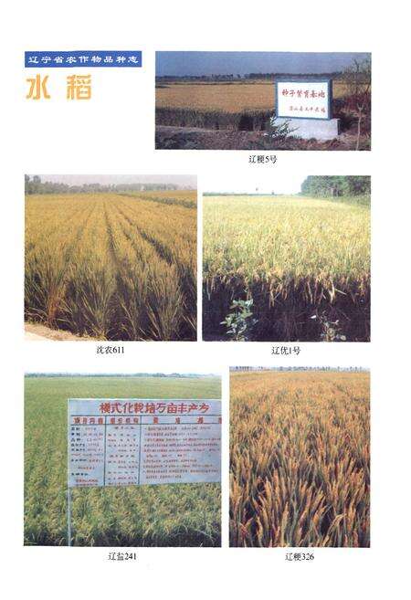 《辽宁省农作物品种志(1974~1998)》.pdf电子版_辽宁省志预览图5