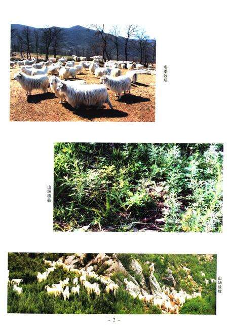 《《辽宁绒山羊育种志》(1980-2008)》.pdf电子版_辽宁省志预览图3