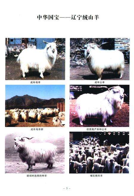 《《辽宁绒山羊育种志》(1980-2008)》.pdf电子版_辽宁省志预览图4