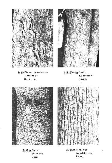 《抚顺地区树木志》.pdf电子版_辽宁省志预览图5