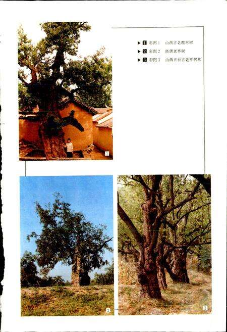 《中国果树志枣卷》.pdf电子版_其他志预览图4