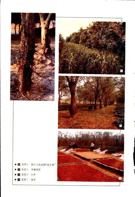 《中国果树志枣卷》.pdf电子版_其他志预览图5