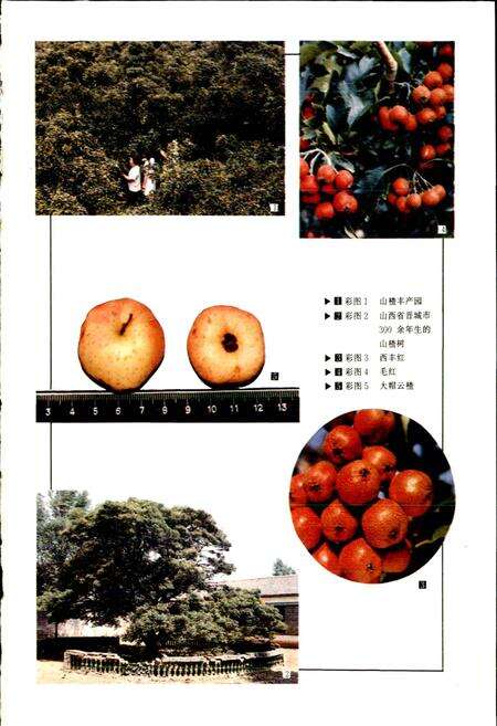《中国果树志山楂卷》.pdf电子版_其他志预览图2