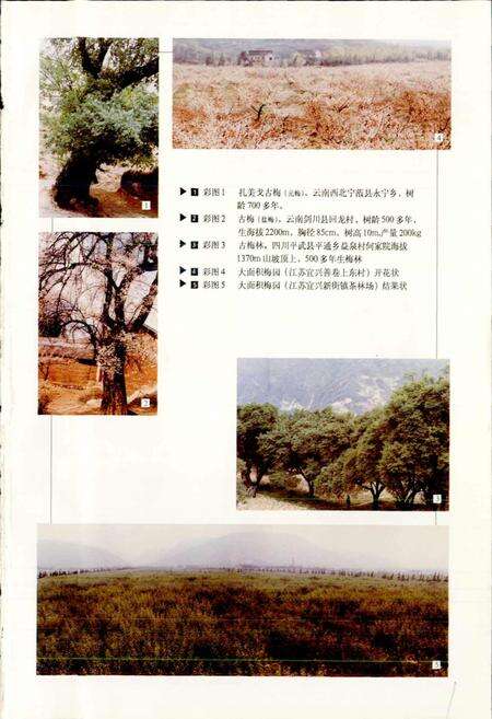 《中国果树志梅卷》.pdf电子版_其他志预览图5