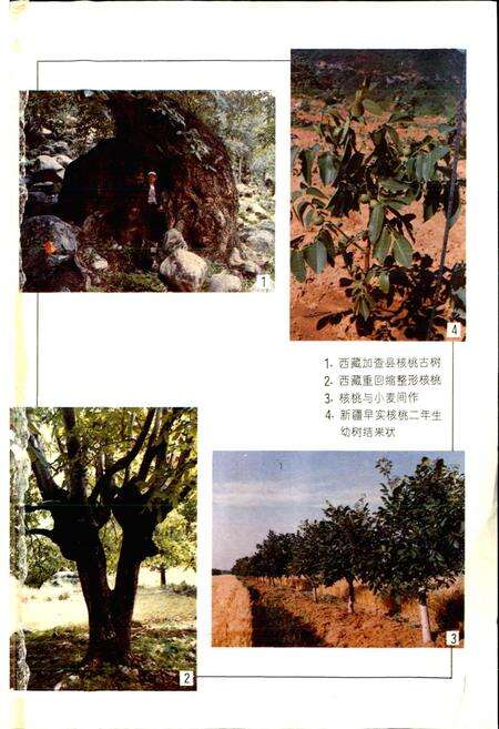 《中国果树志核桃卷》.pdf电子版_其他志预览图2