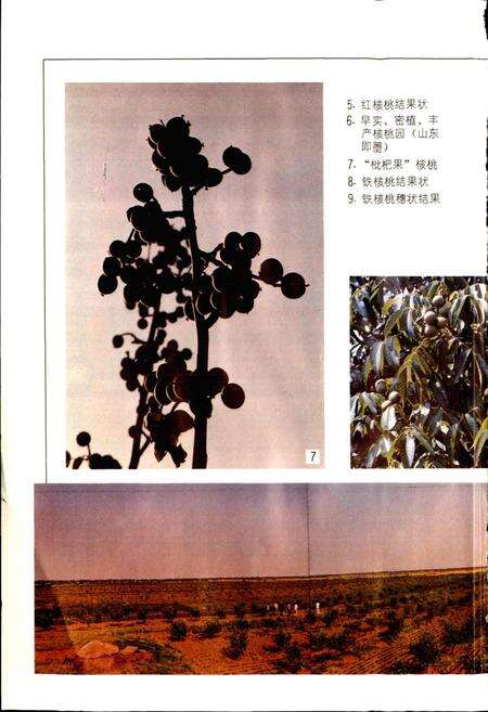 《中国果树志核桃卷》.pdf电子版_其他志预览图3