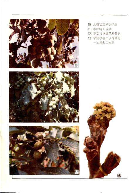 《中国果树志核桃卷》.pdf电子版_其他志预览图5