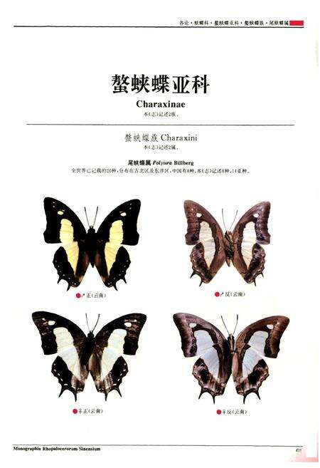 《中国蝶类志（下册）》.pdf电子版_其他志预览图4