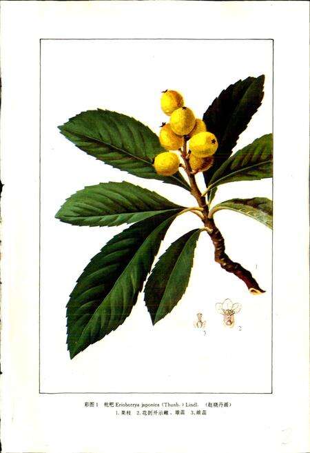 《中药志 第五册》.pdf电子版_其他志预览图3