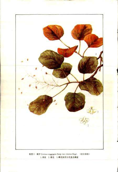 《中药志 第五册》.pdf电子版_其他志预览图4