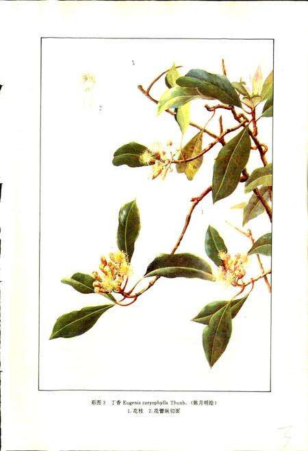 《中药志 第五册》.pdf电子版_其他志预览图5