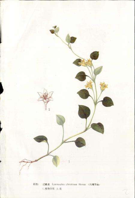 《中药志 第四册》.pdf电子版_其他志预览图3