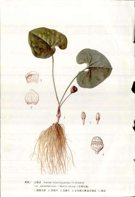 《中药志 第四册》.pdf电子版_其他志预览图4