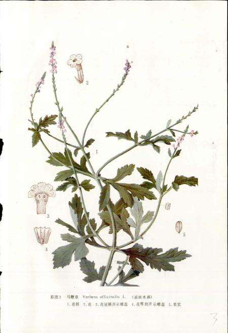 《中药志 第四册》.pdf电子版_其他志预览图5