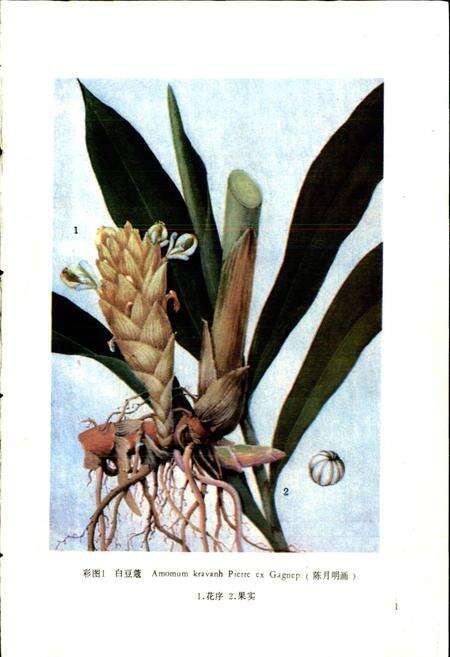 《中药志 第三册》.pdf电子版_其他志预览图5