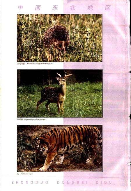 《中国东北地区珍稀濒危动物志》.pdf电子版_其他志预览图4