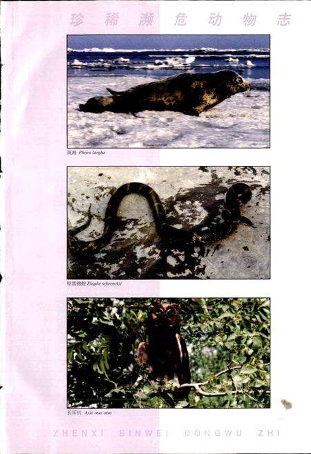《中国东北地区珍稀濒危动物志》.pdf电子版_其他志预览图5