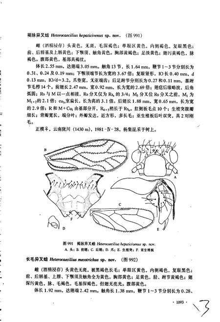 《中国（虫齿）目志 下册》.pdf电子版_其他志预览图5