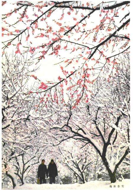 《《中国梅花品种图志》》.pdf电子版_其他志预览图5