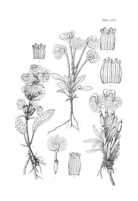 《中国植物志 第六十八卷》.pdf电子版_其他志预览图5