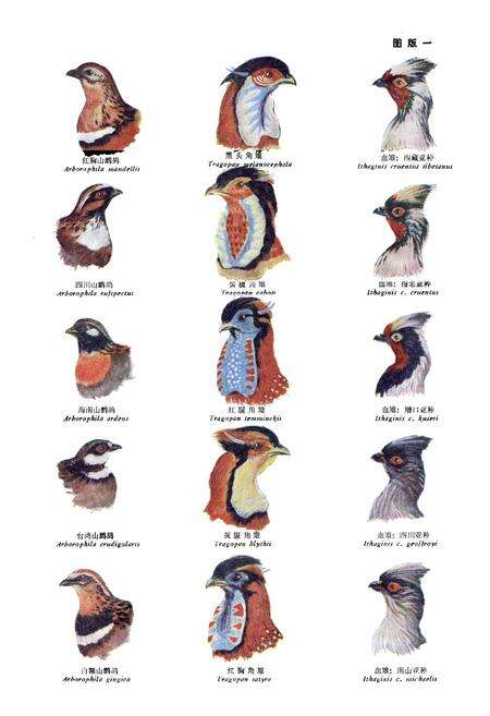 《中国动物志 鸟纲 第四卷 鸡形目》.pdf电子版_其他志预览图5