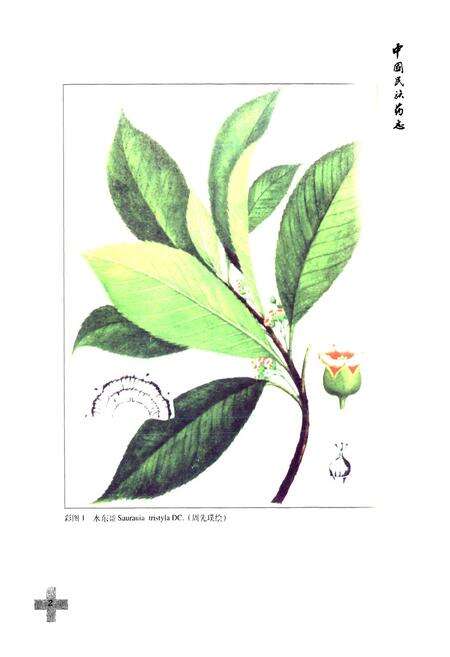 《中国民族药志(第三卷)》.pdf电子版_其他志预览图5