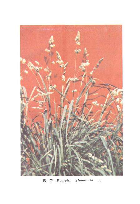 《中国饲用植物志(第一卷)》.pdf电子版_其他志预览图2