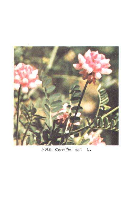 《中国饲用植物志(第一卷)》.pdf电子版_其他志预览图3