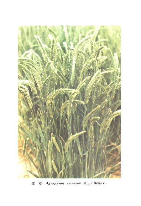 《中国饲用植物志(第一卷)》.pdf电子版_其他志预览图4