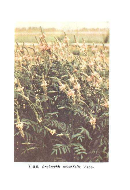 《中国饲用植物志(第一卷)》.pdf电子版_其他志预览图5