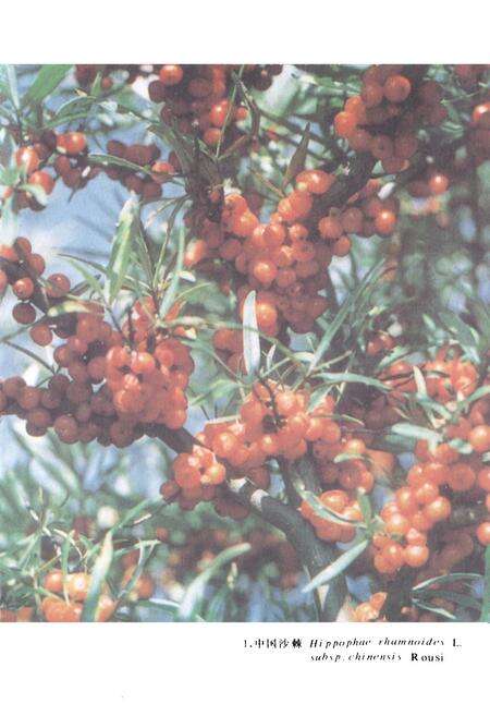 《中国饲用植物志(第三卷)》.pdf电子版_其他志预览图2