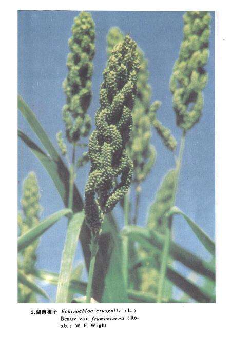 《中国饲用植物志(第三卷)》.pdf电子版_其他志预览图3