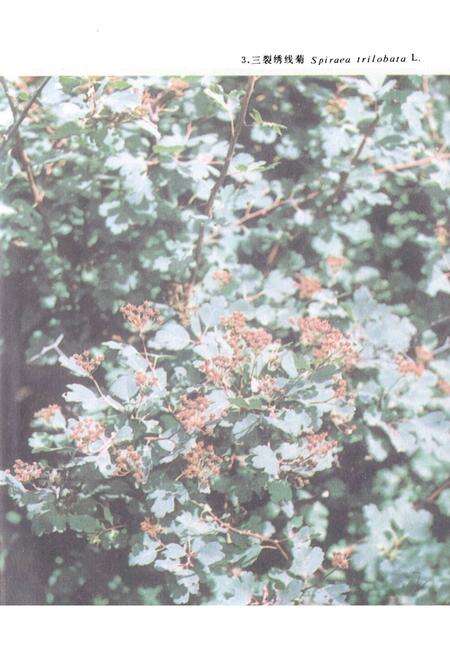 《中国饲用植物志(第三卷)》.pdf电子版_其他志预览图4